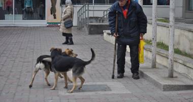 Mii de câini maidanezi eutanasiați la Constanța. Iubitorii de animale "au uitat" să îi mai adopte - 6