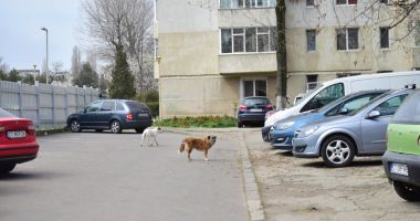 Proprietarii de câini, amendați că-i plimbă fără lesă! Pentru maidanezi cine plătește amenzile? - 2