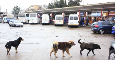 Mii de câini maidanezi eutanasiați la Constanța. Iubitorii de animale "au uitat" să îi mai adopte - 2