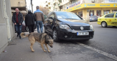 Sufocați de rahați! Cine adună maidanezii de pe străzile din Constanța - 2