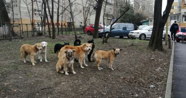 Proprietarii de câini, amendați că-i plimbă fără lesă! Pentru maidanezi cine plătește amenzile? - 3