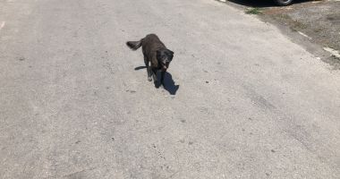 Din ce în ce mai mulți maidanezi, în zona CET. "Au început să reapară și vin în haite!" - 3