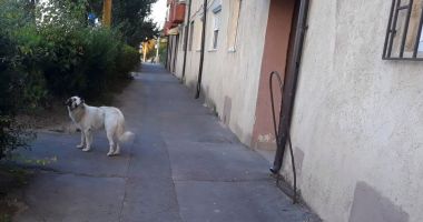 Haite care terorizează locuitorii din zona Energia. "Sunt tot mai mari și tot mai mulți!" - 2