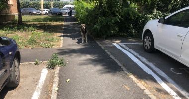 Din ce în ce mai mulți maidanezi, în zona CET. "Au început să reapară și vin în haite!" - 11