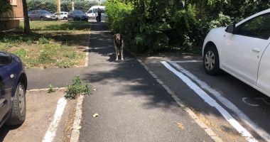 Din ce în ce mai mulți maidanezi, în zona CET. "Au început să reapară și vin în haite!" - 12