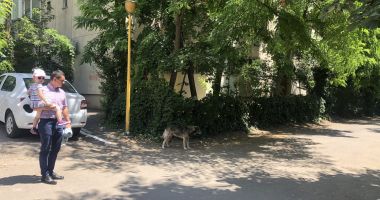 Din ce în ce mai mulți maidanezi, în zona CET. "Au început să reapară și vin în haite!" - 13