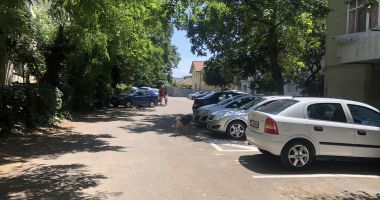 Din ce în ce mai mulți maidanezi, în zona CET. "Au început să reapară și vin în haite!" - 14