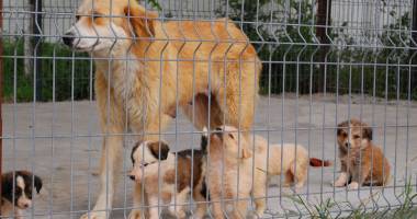 Stire din Social : Când va scăpa Constanța de maidanezi. 4.000 de câini, eutanasiați anul trecut