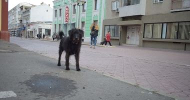 Sufocați de rahați! Cine adună maidanezii de pe străzile din Constanța - 4
