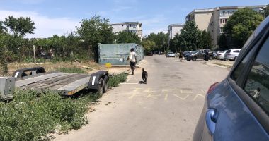 Din ce în ce mai mulți maidanezi, în zona CET. "Au început să reapară și vin în haite!" - 4