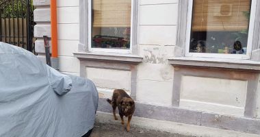 Mizerie și gălăgie, în cartierul Inel II. "După maidanezi cine face curățenie?" - 2