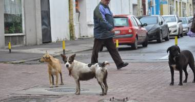 Mii de câini maidanezi eutanasiați la Constanța. Iubitorii de animale "au uitat" să îi mai adopte - 3