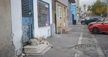 Sufocați de rahați! Cine adună maidanezii de pe străzile din Constanța - 3