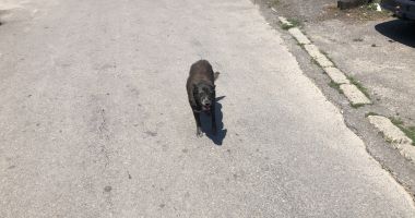 Din ce în ce mai mulți maidanezi, în zona CET. "Au început să reapară și vin în haite!" - 5
