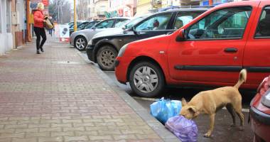 Mii de câini maidanezi eutanasiați la Constanța. Iubitorii de animale "au uitat" să îi mai adopte - 4