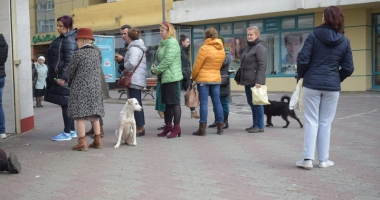 Sufocați de rahați! Cine adună maidanezii de pe străzile din Constanța - 5