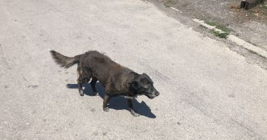 Din ce în ce mai mulți maidanezi, în zona CET. "Au început să reapară și vin în haite!" - 6
