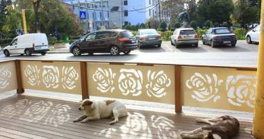 Mii de câini maidanezi eutanasiați la Constanța. Iubitorii de animale "au uitat" să îi mai adopte - 5