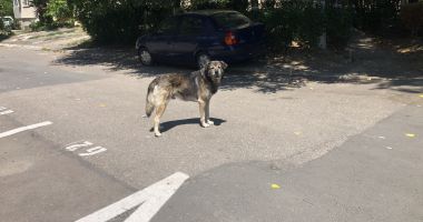 Din ce în ce mai mulți maidanezi, în zona CET. "Au început să reapară și vin în haite!" - 7