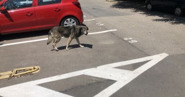 Din ce în ce mai mulți maidanezi, în zona CET. "Au început să reapară și vin în haite!" - 8