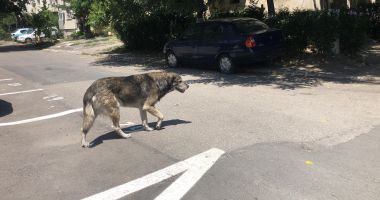 Din ce în ce mai mulți maidanezi, în zona CET. "Au început să reapară și vin în haite!" - 9