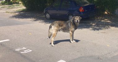 Stire din Social : Din ce în ce mai mulți maidanezi, în zona CET. "Au început să reapară și vin în haite!"