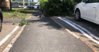 Din ce în ce mai mulți maidanezi, în zona CET. "Au început să reapară și vin în haite!" - 10