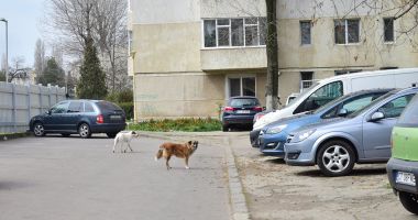 Constănțeni, terorizați de un câine fără stăpân! "Copiii noștri sunt în pericol!" - 2