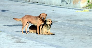 Constănțeni, terorizați de un câine fără stăpân! "Copiii noștri sunt în pericol!" - 3