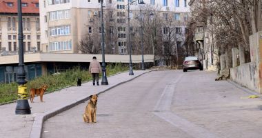 Constănțeni, terorizați de un câine fără stăpân! "Copiii noștri sunt în pericol!" - 4