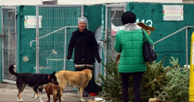 Maidanezii revin în forță, în Constanța. Haite de câini au pus stăpânire pe oraș - 3