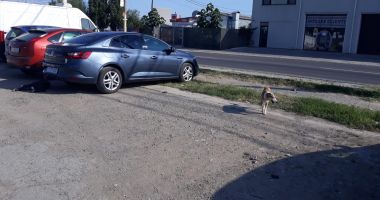 Mii de sesizări de la constănțeni, la 112, doar două echipe de capturare, pe teren - 3