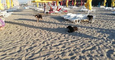 Mii de sesizări de la constănțeni, la 112, doar două echipe de capturare, pe teren - 4