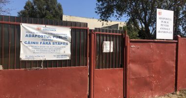 Constănţenii, abandonaţi în colţii câinilor fără stăpân. Vom scăpa vreodată de maidanezi? - 2