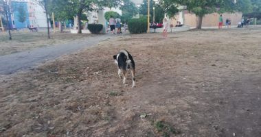 Constănţenii, abandonaţi în colţii câinilor fără stăpân. Vom scăpa vreodată de maidanezi? - 9