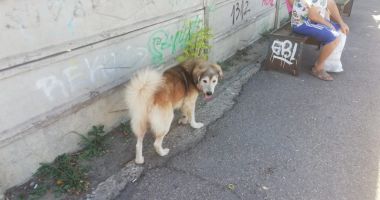 Constănţenii, abandonaţi în colţii câinilor fără stăpân. Vom scăpa vreodată de maidanezi? - 10