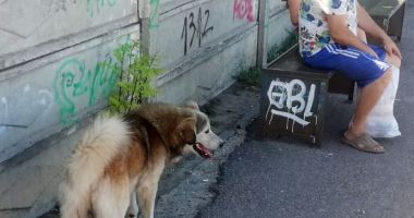 Constănţenii, abandonaţi în colţii câinilor fără stăpân. Vom scăpa vreodată de maidanezi? - 11