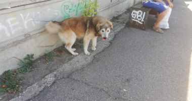 Constănţenii, abandonaţi în colţii câinilor fără stăpân. Vom scăpa vreodată de maidanezi? - 12