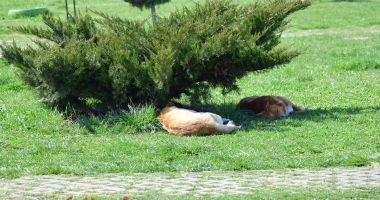Stire din Social : Constănțenii, în colții maidanezilor, chiar și în parc! "Dulăul s-a luat după mine!"