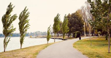 Stire din Social : Se înverzește Constanța? Sute de copaci, arbori și arbuști, plantați în oraș și parcuri