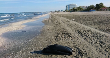 Singuri în lupta pentru salvarea delfinilor!  Mare Nostrum decretează 5 august zi de doliu - 2