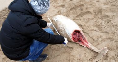 Delfinii, în pericol! Două mamifere, găsite moarte pe plajă - 2