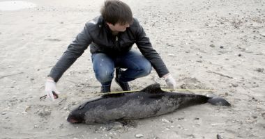 Stire din Social : Delfinii, în pericol! Două mamifere, găsite moarte pe plajă