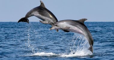 Semnal de alarmă. Zeci de delfini eșuați, pe plajele de pe litoral