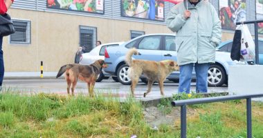 Câinii maidanezi fac legea în Constanța. Noul ecarisaj, doar pe hârtie; adăpostul - ferecat! - 2