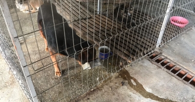 Maidanezii fac legea la Constanța! Adăpostul e ferecat, iar străzile - pline de câini - 4