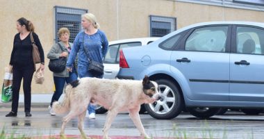 Câinii maidanezi fac legea în Constanța. Noul ecarisaj, doar pe hârtie; adăpostul - ferecat! - 3