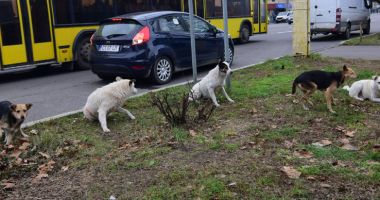 Câinii maidanezi fac legea în Constanța. Noul ecarisaj, doar pe hârtie; adăpostul - ferecat! - 4