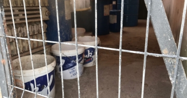 Maidanezii fac legea la Constanța! Adăpostul e ferecat, iar străzile - pline de câini - 13