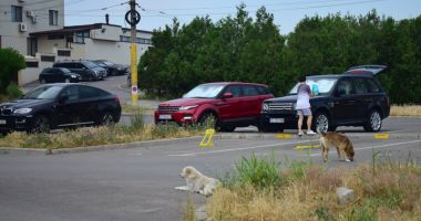 Câinii maidanezi fac legea în Constanța. Noul ecarisaj, doar pe hârtie; adăpostul - ferecat! - 5